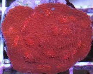 Image result for red lava chalice