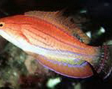 reef junkies