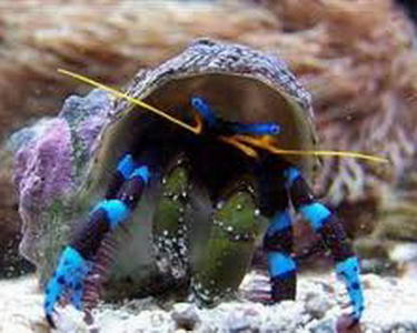 reef junkies