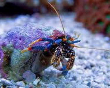 reef junkies