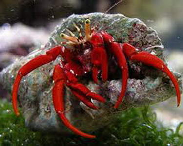 reef junkies